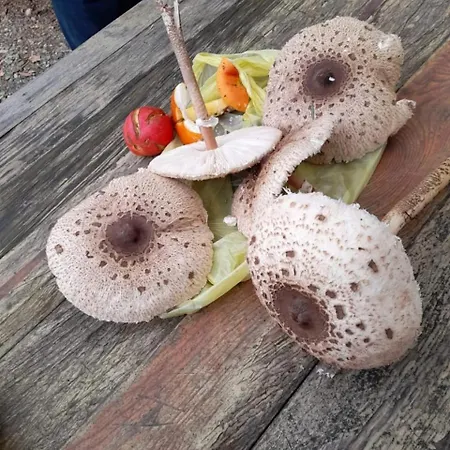 Bujtina Liqeni I Shkopetit Campingplatz *