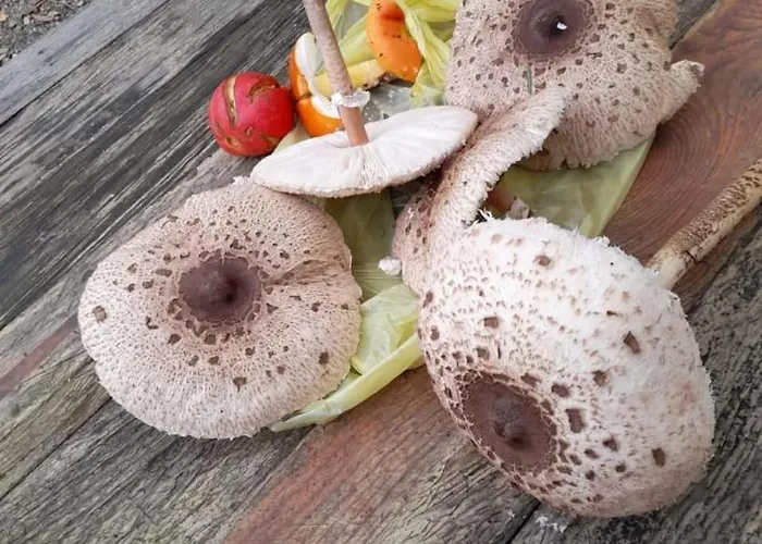Bujtina Liqeni I Shkopetit Campingplatz *